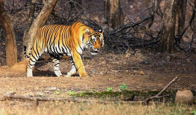 Central India