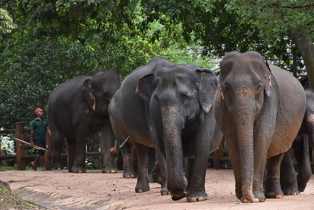 Srilanka